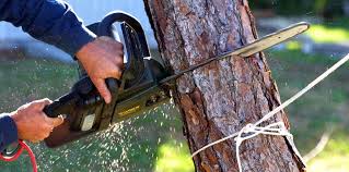 Seasonal Cleanup (Spring/Fall) in Oak View, CA