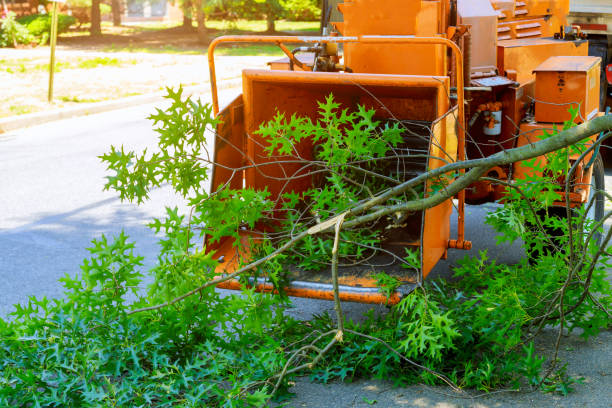 How Our Tree Care Process Works  in  Oak View, CA