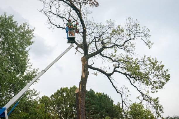 Best Tree Maintenance Programs  in Oak View, CA
