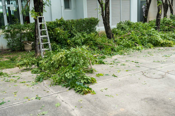 Best Hedge Trimming  in Oak View, CA